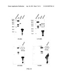 MATERIALS AND METHODS FOR RESOLVING POLYHYDRIC SPECIES BY ELECTROPHORESIS diagram and image