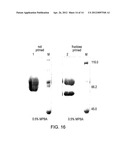 MATERIALS AND METHODS FOR RESOLVING POLYHYDRIC SPECIES BY ELECTROPHORESIS diagram and image