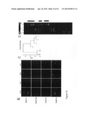 REGIONALISED ENDODERM CELLS AND USES THEREOF diagram and image