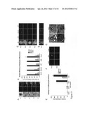 REGIONALISED ENDODERM CELLS AND USES THEREOF diagram and image