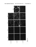 REGIONALISED ENDODERM CELLS AND USES THEREOF diagram and image