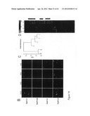 REGIONALISED ENDODERM CELLS AND USES THEREOF diagram and image