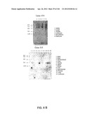 NUCLEOTIDE AND AMINO ACID SEQUENCES RELATING TO RESPIRATORY DISEASES AND     OBESITY diagram and image