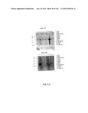 NUCLEOTIDE AND AMINO ACID SEQUENCES RELATING TO RESPIRATORY DISEASES AND     OBESITY diagram and image