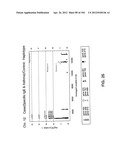 NUCLEOTIDE AND AMINO ACID SEQUENCES RELATING TO RESPIRATORY DISEASES AND     OBESITY diagram and image