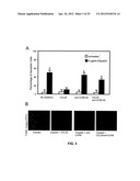 ANTI-CCL25 AND ANTI-CCR9 ANTIBODIES FOR THE PREVENTION AND TREATMENT OF     CANCER AND CANCER CELL MIGRATION diagram and image