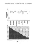 ANTI-CCL25 AND ANTI-CCR9 ANTIBODIES FOR THE PREVENTION AND TREATMENT OF     CANCER AND CANCER CELL MIGRATION diagram and image