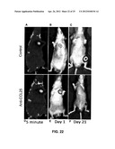 ANTI-CCL25 AND ANTI-CCR9 ANTIBODIES FOR THE PREVENTION AND TREATMENT OF     CANCER AND CANCER CELL MIGRATION diagram and image