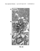 ANTI-CCL25 AND ANTI-CCR9 ANTIBODIES FOR THE PREVENTION AND TREATMENT OF     CANCER AND CANCER CELL MIGRATION diagram and image