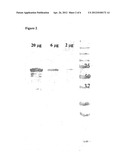 IMMUNOGENIC STREPTOCOCCUS PNEUMONIAE PEPTIDES AND PEPTIDE-MULTIMERS diagram and image