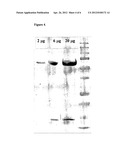 IMMUNOGENIC STREPTOCOCCUS PNEUMONIAE PEPTIDES AND PEPTIDE-MULTIMERS diagram and image