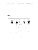 IMMUNOGENIC STREPTOCOCCUS PNEUMONIAE PEPTIDES AND PEPTIDE-MULTIMERS diagram and image