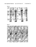 IMMUNOGENIC STREPTOCOCCUS PNEUMONIAE PEPTIDES AND PEPTIDE-MULTIMERS diagram and image