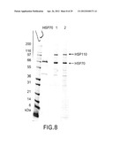 METHODS FOR PREPARING AND USING MULTICHAPERONE-ANTIGEN COMPLEXES diagram and image