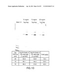 METHODS FOR PREPARING AND USING MULTICHAPERONE-ANTIGEN COMPLEXES diagram and image