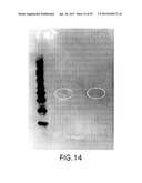 METHODS FOR PREPARING AND USING MULTICHAPERONE-ANTIGEN COMPLEXES diagram and image