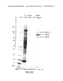 METHODS FOR PREPARING AND USING MULTICHAPERONE-ANTIGEN COMPLEXES diagram and image