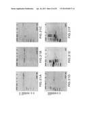 METHODS FOR PREPARING AND USING MULTICHAPERONE-ANTIGEN COMPLEXES diagram and image