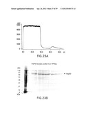 METHODS FOR PREPARING AND USING MULTICHAPERONE-ANTIGEN COMPLEXES diagram and image