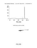 METHODS FOR PREPARING AND USING MULTICHAPERONE-ANTIGEN COMPLEXES diagram and image