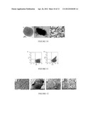 REGENERATION OF TISSUE WITHOUT CELL TRANSPLANTATION diagram and image