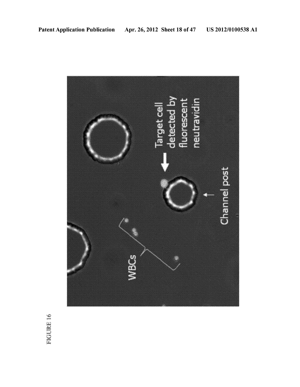 Devices and methods of cell capture and analysis - diagram, schematic, and image 19