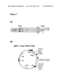 CHO/CERT CELL LINES diagram and image