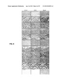 DETECTING CANCER WITH ANTI-CCL25 AND ANTI-CCR9 ANTIBODIES diagram and image