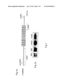 METHOD OF DETECTING CANCER USING DELTA-CATENIN diagram and image