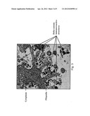 METHOD OF DETECTING CANCER USING DELTA-CATENIN diagram and image