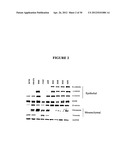 Biological Markers Predictive of Anti-Cancer Response to Insulin-Like     Growth Factor-1 Receptor Kinase Inhibitors diagram and image