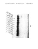 HIGH-SENSITIVITY PROTEOLYSIS ASSAY diagram and image