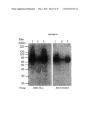 Cytotoxicity Mediation of Cells Evidencing Surface Expression of CD44 diagram and image