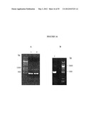 Cytotoxicity Mediation of Cells Evidencing Surface Expression of CD44 diagram and image