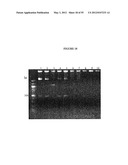 Cytotoxicity Mediation of Cells Evidencing Surface Expression of CD44 diagram and image