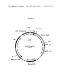 Cytotoxicity Mediation of Cells Evidencing Surface Expression of CD44 diagram and image