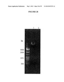 Cytotoxicity Mediation of Cells Evidencing Surface Expression of CD44 diagram and image