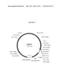 Cytotoxicity Mediation of Cells Evidencing Surface Expression of CD44 diagram and image