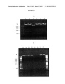 Cytotoxicity Mediation of Cells Evidencing Surface Expression of CD44 diagram and image