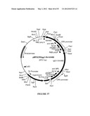 Cytotoxicity Mediation of Cells Evidencing Surface Expression of CD44 diagram and image