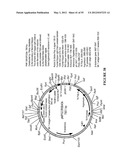 Cytotoxicity Mediation of Cells Evidencing Surface Expression of CD44 diagram and image