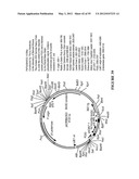 Cytotoxicity Mediation of Cells Evidencing Surface Expression of CD44 diagram and image