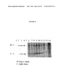 Cytotoxicity Mediation of Cells Evidencing Surface Expression of CD44 diagram and image