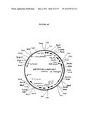 Cytotoxicity Mediation of Cells Evidencing Surface Expression of CD44 diagram and image