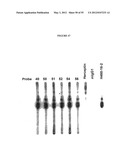 Cytotoxicity Mediation of Cells Evidencing Surface Expression of CD44 diagram and image