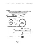 Method for therapeutic angiogenesis diagram and image