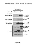 Method for therapeutic angiogenesis diagram and image