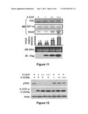 Method for therapeutic angiogenesis diagram and image