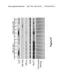 Method for therapeutic angiogenesis diagram and image