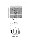 Method for therapeutic angiogenesis diagram and image